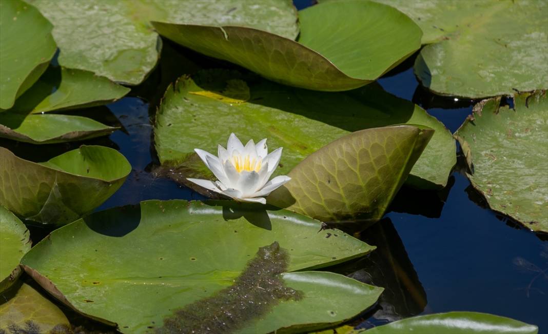 Türkiye’nin en büyük tek parça subasar ormanı 12